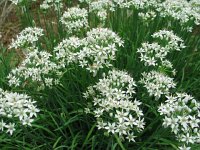 Allium(wild onion)